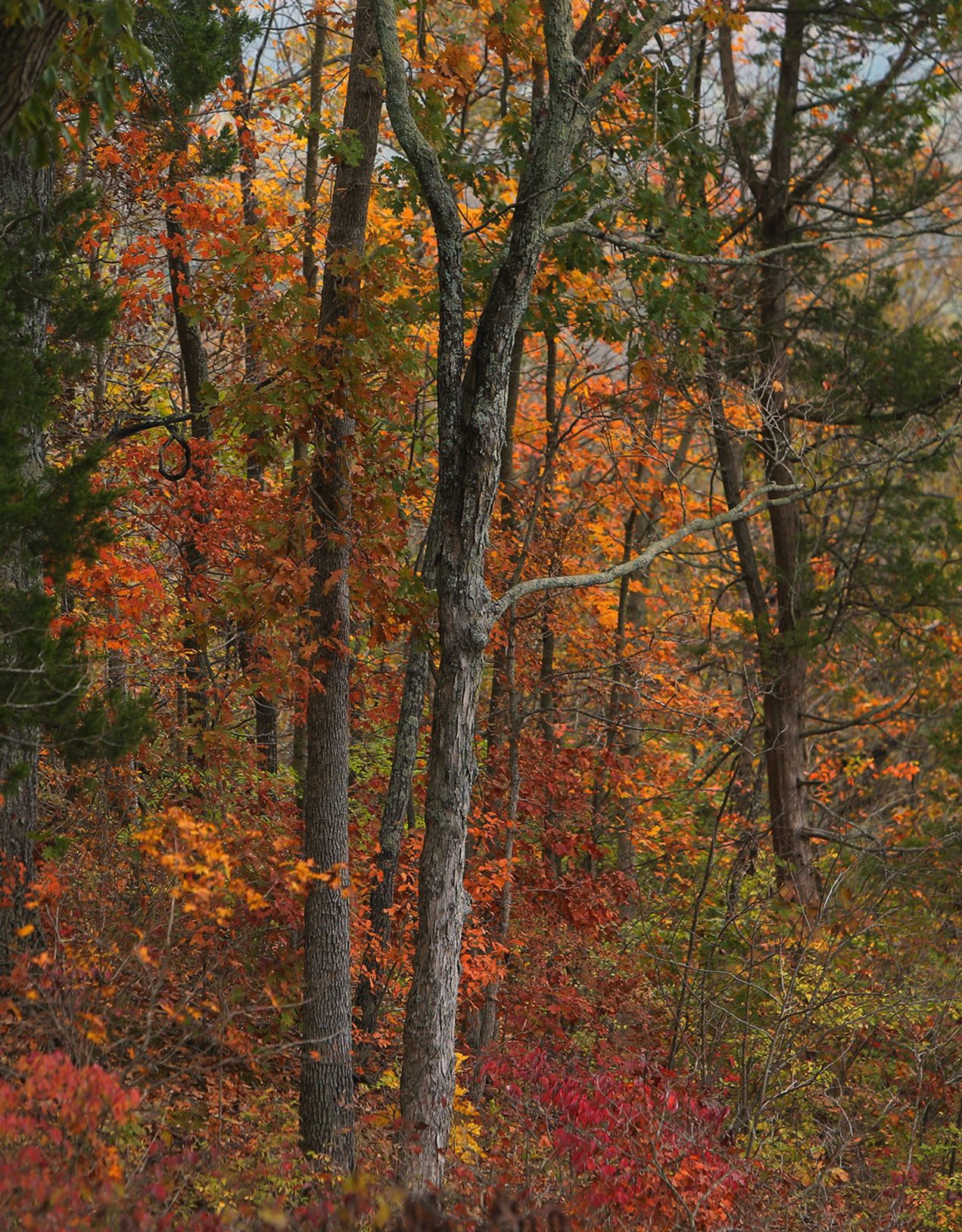 Fall Arrives in the St. Louis region